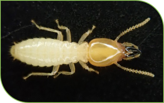 Termite